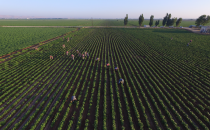 Urfa'da beyaz altın tarlasında uyuşturucu operasyonu