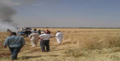 Urfa'da Biçilmeye Hazır 300 Dönüm Arpa Ve Buğday  Yandı