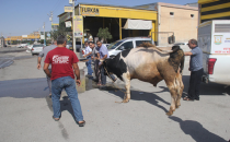 Urfa'da bildik manzaralar