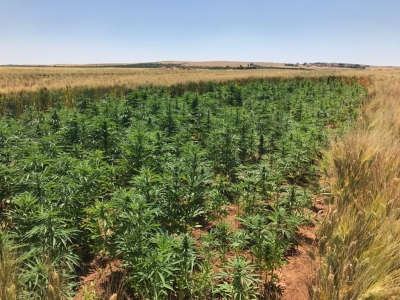 Urfa'da Bin Hint Keneviri Ele Geçirildi