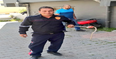 Urfa'da bir bodrumda yakalan yılan doğaya bırakıldı