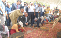 Urfa'da Bu yılki fıstık hasadı farklı oldu