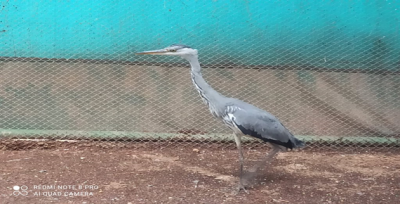 Urfa'da bulunan gri balıkçı tedavi altına alındı