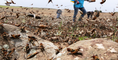 Urfa'da Çekirge İstilası