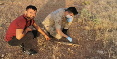 Urfa'da 'çöl varanı' bulundu