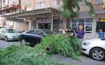Urfa'da dalları kırılan ağaç araçlara zarar  verdi