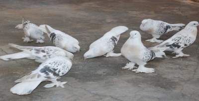 Urfa'da Değişik Kuşlar Meraklıların İlgisine Sunuluyor