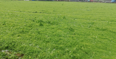 Urfa'da Dolu Etkili Alanlara Zarar Verdi