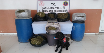 Urfa'da Eş Zamanlı Operasyon, 11 Gözaltı