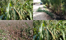 Urfa'da fırtına ve yağış etkili oldu