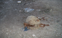 Urfa'da hayvanlar telef oluyor