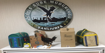 Urfa'da  'Horoz Dövüşü' Operasyonu