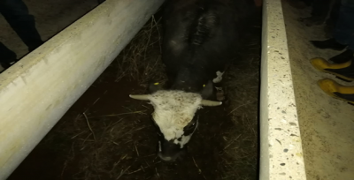 Urfa'da İnek Kurtarma Operasyonu