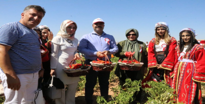 Urfa'da İsot Festivalı tarlada isot hasadıyla başladı