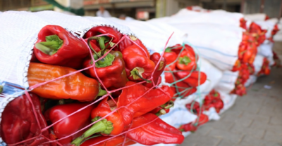 Urfa'da isotun fiyatı yarıya düştü