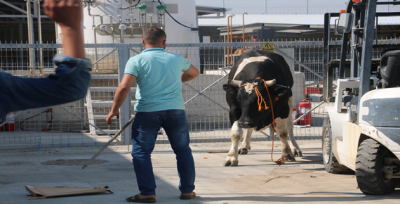 Urfa'da Kaçan Büyükbaş Hayvanlar İğne İle Sakinleştirildi