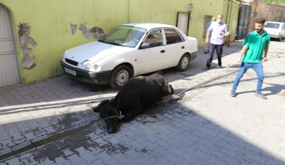 Urfa'da Kaçan Büyükbaş Hayvanlar İğne İle Sakinleştirildi