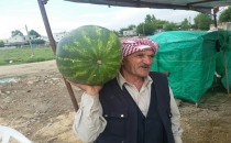 Urfa'da karpuz bereketi