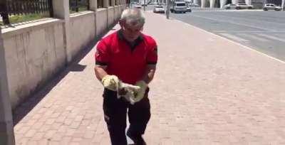 Urfa'da kedi reklam panosunda sıkıştı