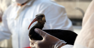Urfa'da kelaynak sayısı hızla artıyor