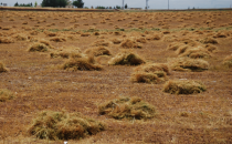Urfa'da Kırmızı Mercimek Hasadı Başladı