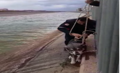 Urfa'da Köpek Kurtarma Operasyonu