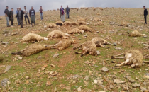 Urfa'da Koyun sürüsüne yıldırım düştü