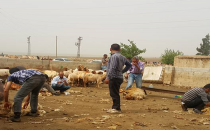 Urfa'da koyunlar tıraş oluyor