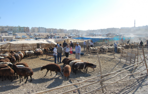 Urfa'da Kurban İbadetleri Yapılıyor