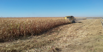 Urfa'da Mısır Hasadı Başladı