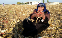 Urfa'da  Mısır Tarlaları, İki Defa Biçiliyor