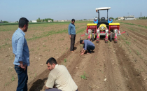 Urfa'da Pamuk Ekimi Başladı