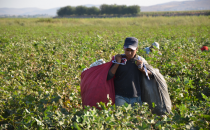 Urfa'da pamuk hasadı basladı