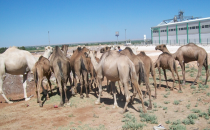 Urfa'da rağbet görmedi