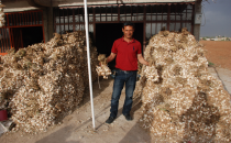 Urfa'da sarımsağı pazarda yerini aldı