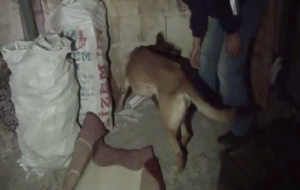 Urfa'da satışa hazır uyuşturucu maddeye polis baskını