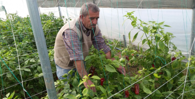 Urfa'da Seracılık Yaygınlaşıyor