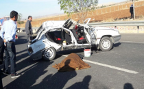 Urfa'da sürücü köpeği çarpmamak için kaçtı canından oldu