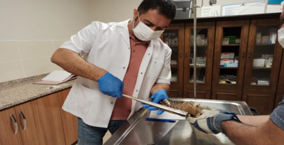Urfa'da tedavi edilen kerkenez doğaya bırakıldı
