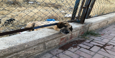 Urfa'da Tel Örgülere Sıkışan Köpek Kurtarıldı!