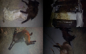 Urfa'da Ticari araç Koyun Sürüsüne Çarptı: 1 Yaralı 25 Koyun Telef Oldu