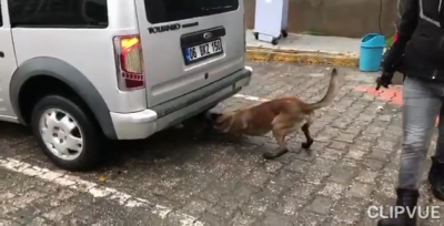 Urfa'da Torbacı Operasyonu, 7 Tutuklama