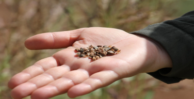 Urfa'da üretilen tıbbi aromatik bitkilerin hasadı yapıldı