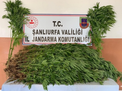 Urfa'da uyuşturucu operasyonu