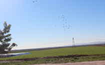 Urfa'da yağmur bereketi