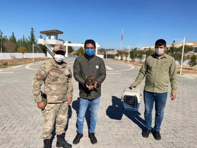 Urfa'da yaralı olarak bulundu