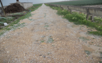 Urfa'da Yıldırım elektrik direğine  düştü kuzu yaralandı