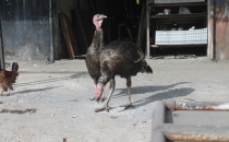 Urfalı esnaf hindisini yılbaşına hazırlıyor