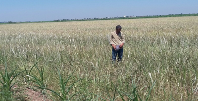 Yabancı Otlar Tarlayı Kuruttu