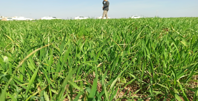 Yağan Yağmur Çiftçileri Sevindirdi